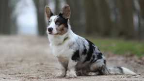 Welsh corge cardigan